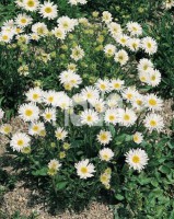 Astra alpínska biela